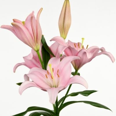 Лилия Лексингтон Лилия Лексингтон - Dolina-Sad.Ru