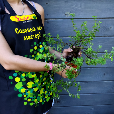 Лапчатка кустарниковая Мэрион Ред Робин Лапчатка кустарниковая Мэрион Ред Робин фото