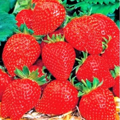 Земляника (Клубника) Грандиан F1 пробирка Земляника (Клубника) Грандиан F1 пробирка фото