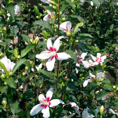 Гибискус сирийский Вуджон Гибискус сирийский Вуджон - Dolina-Sad.Ru