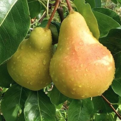 Груша Кафедральная Груша Кафедральная - Dolina-Sad.Ru