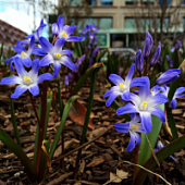 Хионодокса Блю Гигант - Dolina-Sad.Ru