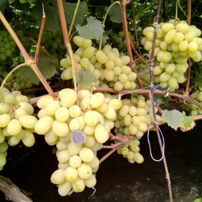 Виноград Лора Виноград Лора фото