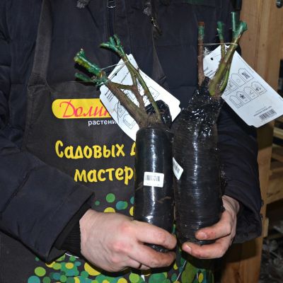 Роза Барок Роза Барок фото