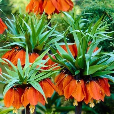 Фритиллярия Империалис Рубра Фритиллярия Империалис Рубра фото