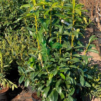 Лавровишня гибридная Генолиа Лавровишня гибридная Генолиа - Dolina-Sad.Ru