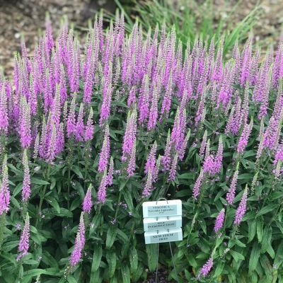 Вероника колосковая Лавендер Лайтсэйбер Вероника колосковая Лавендер Лайтсэйбер - Dolina-Sad.Ru