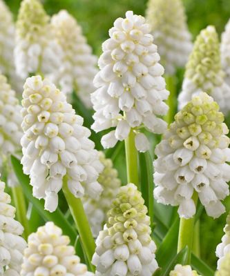 Мускари Альба Мускари Альба - Dolina-Sad.Ru