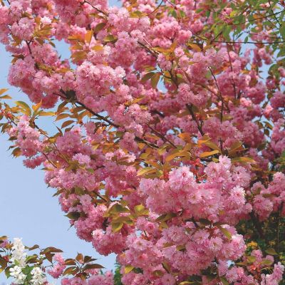 Сакура мелкопильчатая Канзан Сакура мелкопильчатая Канзан - Dolina-Sad.Ru