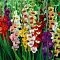 Микс Гладиолусов Микс Гладиолусов фото