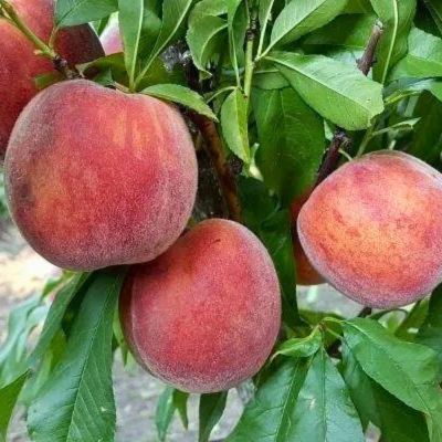 Персик Чемпион Персик Чемпион - Dolina-Sad.Ru