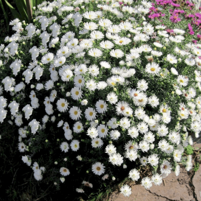 Астра кустарниковая Вейс фото