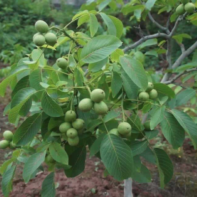 Грецкий орех Карлик-3 Грецкий орех Карлик-3 - Dolina-Sad.Ru