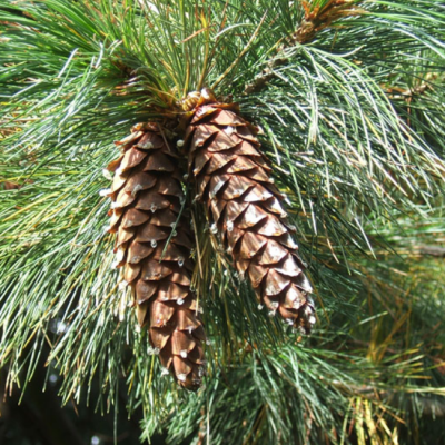 Сосна горная западная фото