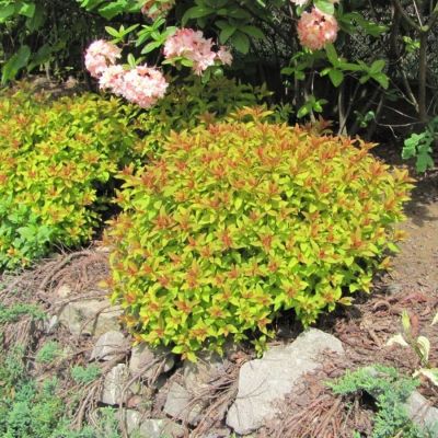 Спирея МИКС - Dolina-Sad.Ru