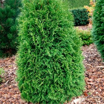 Туя западная Страско Туя западная Страско - Dolina-Sad.Ru