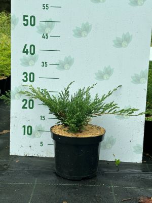 Можжевельник горизонтальный Хьюз, С3 Можжевельник горизонтальный Хьюз, С3 - Dolina-Sad.Ru