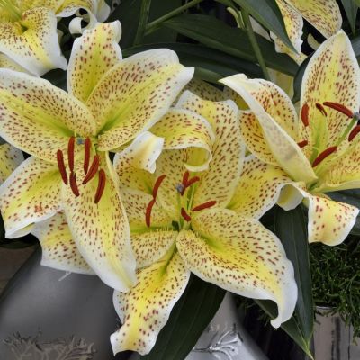 Лилия Тигермун Лилия Тигермун - Dolina-Sad.Ru