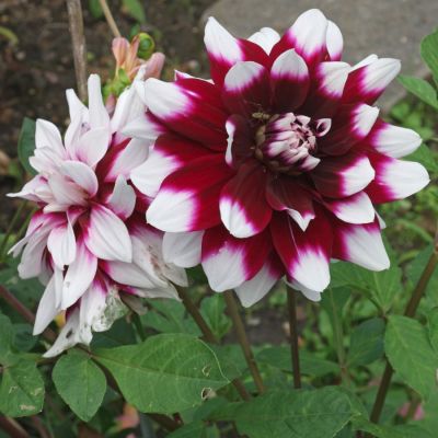 Георгина Мистери Дей Георгина Мистери Дей - Dolina-Sad.Ru