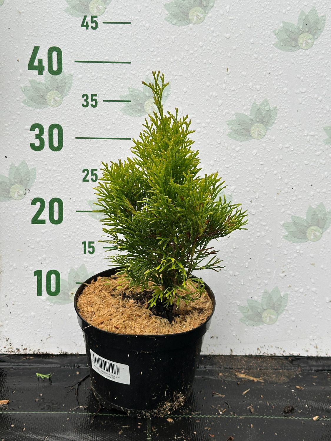 Туя Западная Голден Смарагд, С2 - Dolina-Sad.Ru