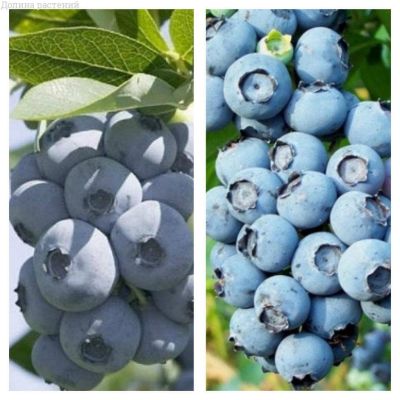Комплект голубики Комплект голубики фото