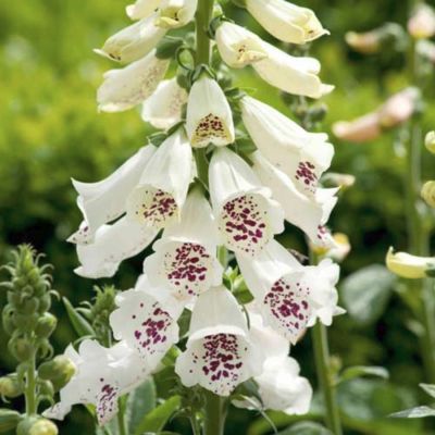 Наперстянка Камелот Кремовая Наперстянка Камелот Кремовая - Dolina-Sad.Ru