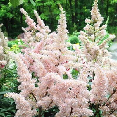 Астильба Дарвинс Сноу Спрайт - Dolina-Sad.Ru