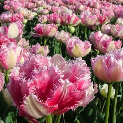 Тюльпан Кул Кристал Тюльпан Кул Кристал фото