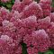 Гортензия метельчатая Петит Флори, С3 - Dolina-Sad.Ru