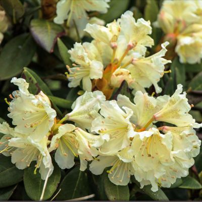 Рододендрон Голдфорт Рододендрон Голдфорт фото