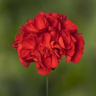 Пеларгония зональная Класик Диаболо - Dolina-Sad.Ru