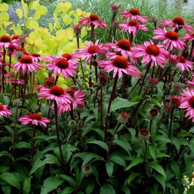 Эхинацея Лакота Роуз Эхинацея Лакота Роуз - Dolina-Sad.Ru