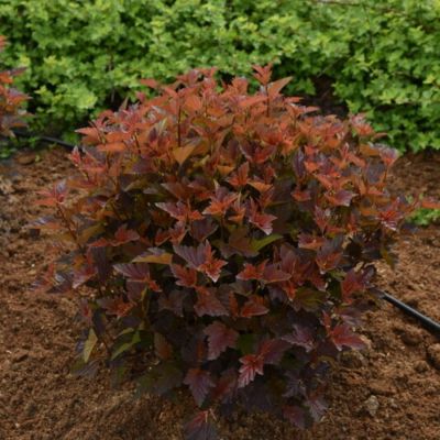 Пузыреплодник калинолистный Андре, С2 Пузыреплодник калинолистный Андре, С2 - Dolina-Sad.Ru