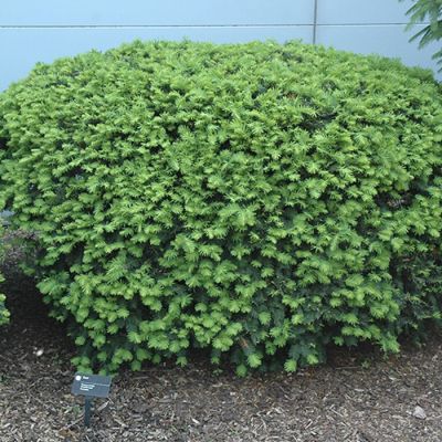 Тиc средний Дензиформис Тиc средний Дензиформис - Dolina-Sad.Ru