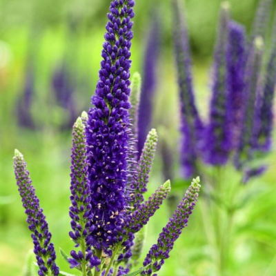 Вероника длиннолистная Мариетта фото